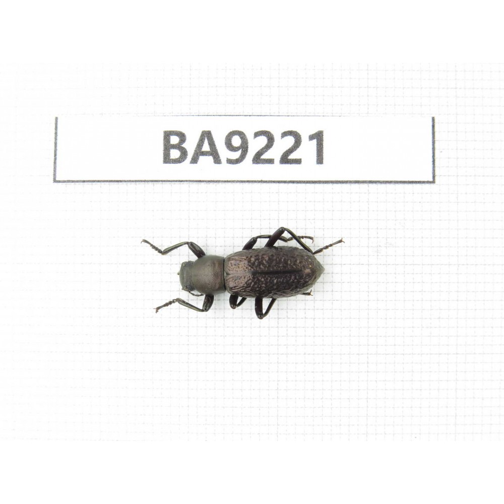 Carabidae sp. China, Yunnan, Xiangerila, Wei county. 1Pcs. BA9221.