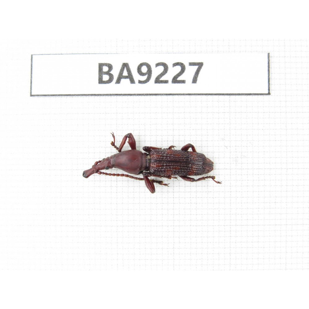 Curculionidae sp. China, Yunnan, Xiangerila, Wei county. 1Pcs. BA9227.