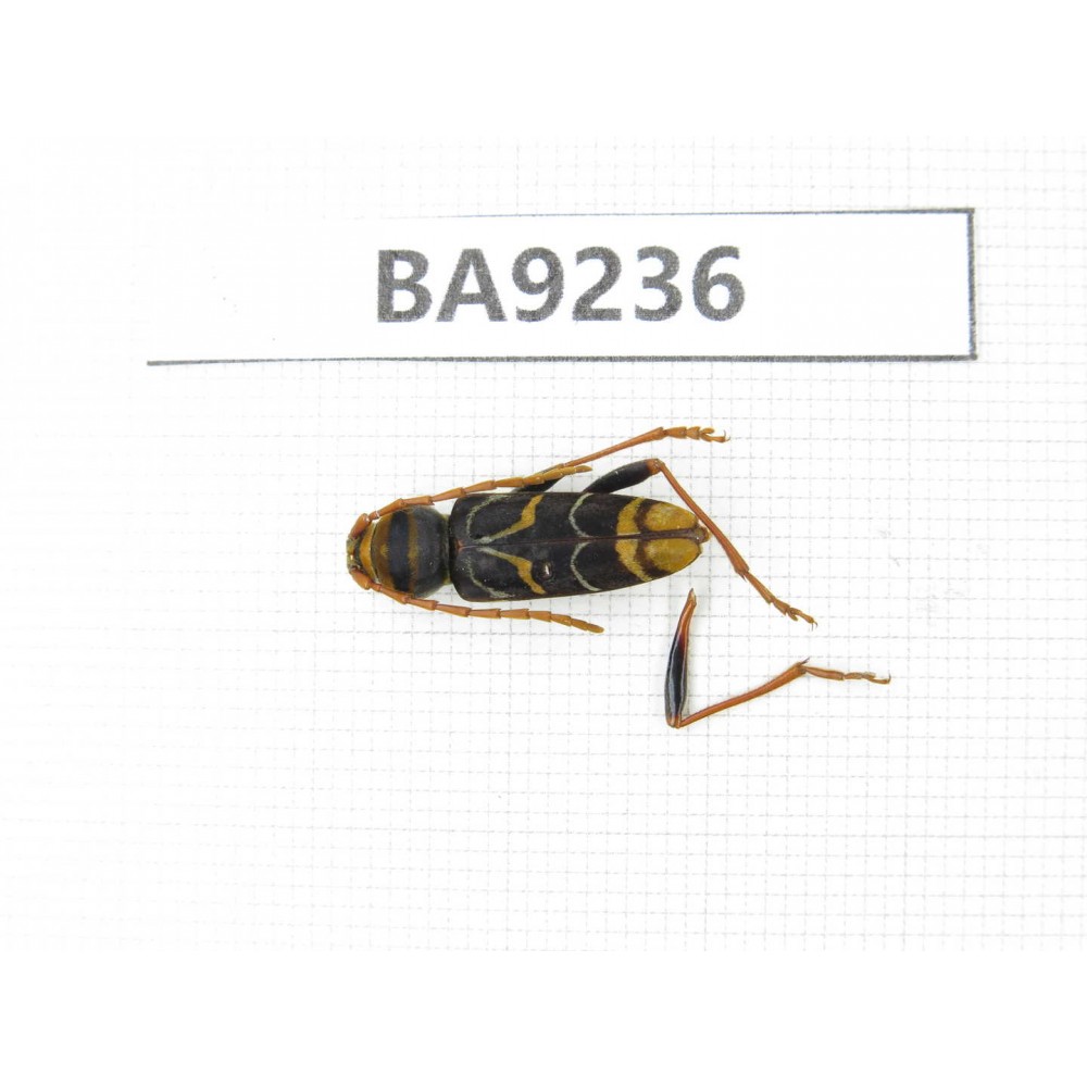 Cerambycidae sp. China, Yunnan, Xiangerila, Wei county. 1Pcs. BA9236.