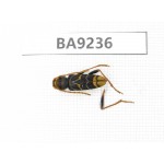 Cerambycidae sp. China, Yunnan, Xiangerila, Wei county. 1Pcs. BA9236.