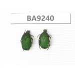Cetoniidae sp. China, Guangxi, Baise, Mt.Cenwanglaoshan. 2Pcs. BA9240.