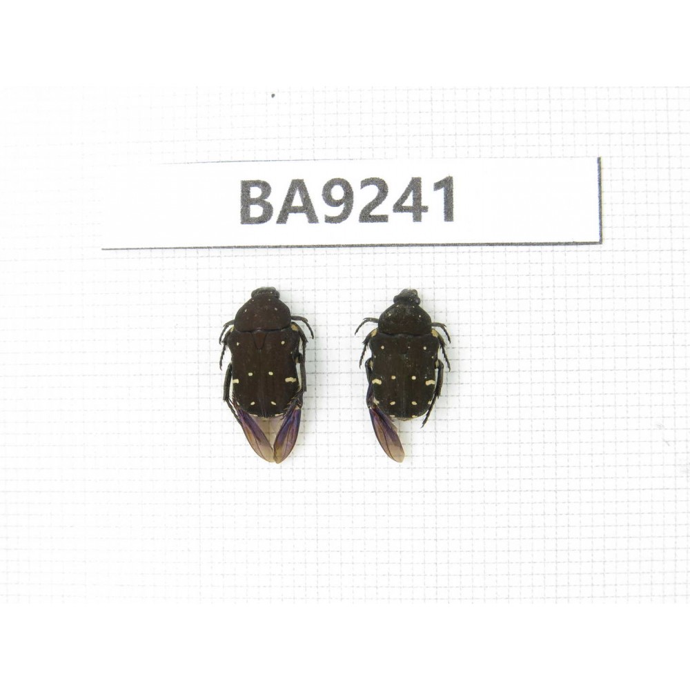 Cetoniidae sp. China, Guangxi, Baise, Mt.Cenwanglaoshan. 2Pcs. BA9241.