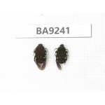 Cetoniidae sp. China, Guangxi, Baise, Mt.Cenwanglaoshan. 2Pcs. BA9241.