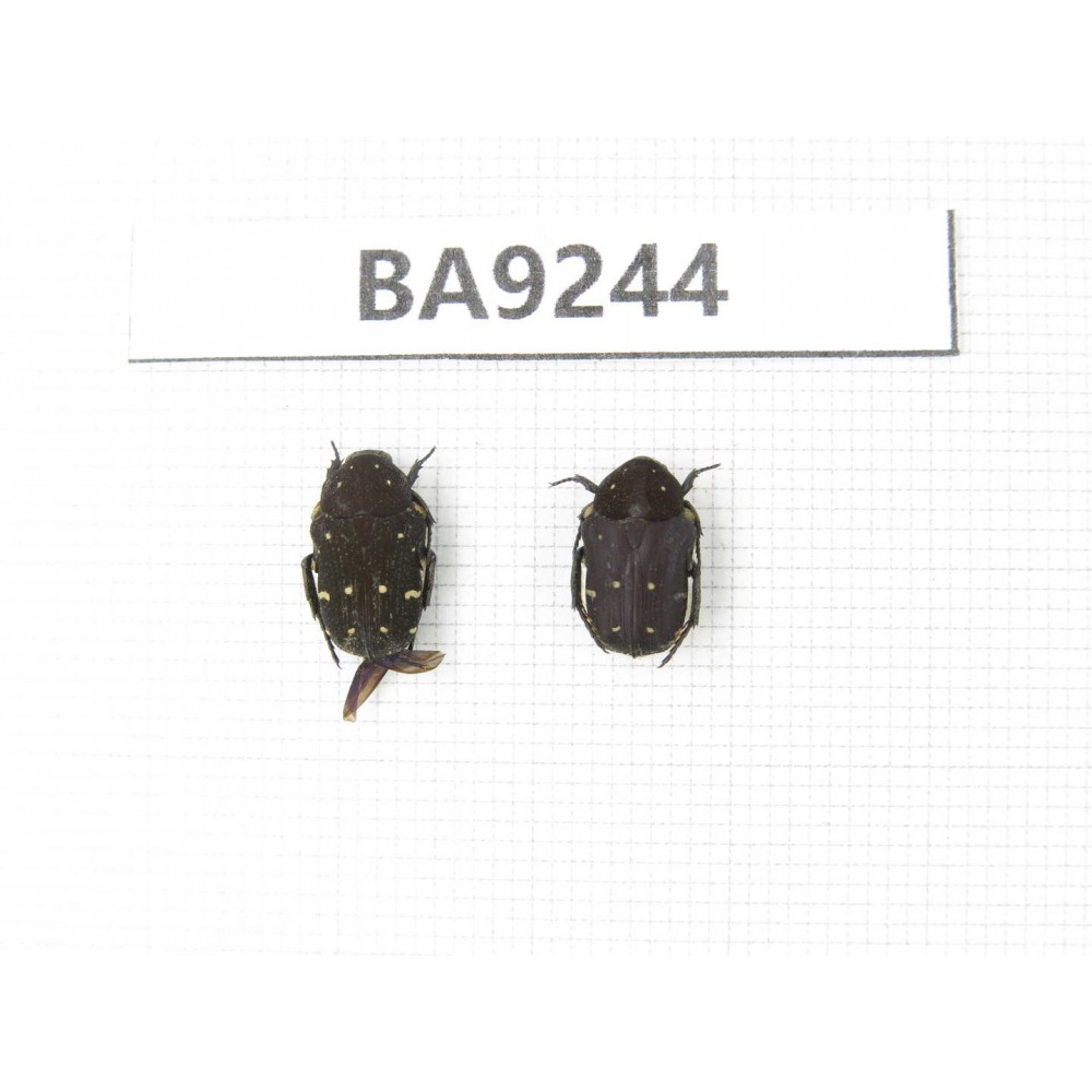 Cetoniidae sp. China, Guangxi, Baise, Mt.Cenwanglaoshan. 2Pcs. BA9244.