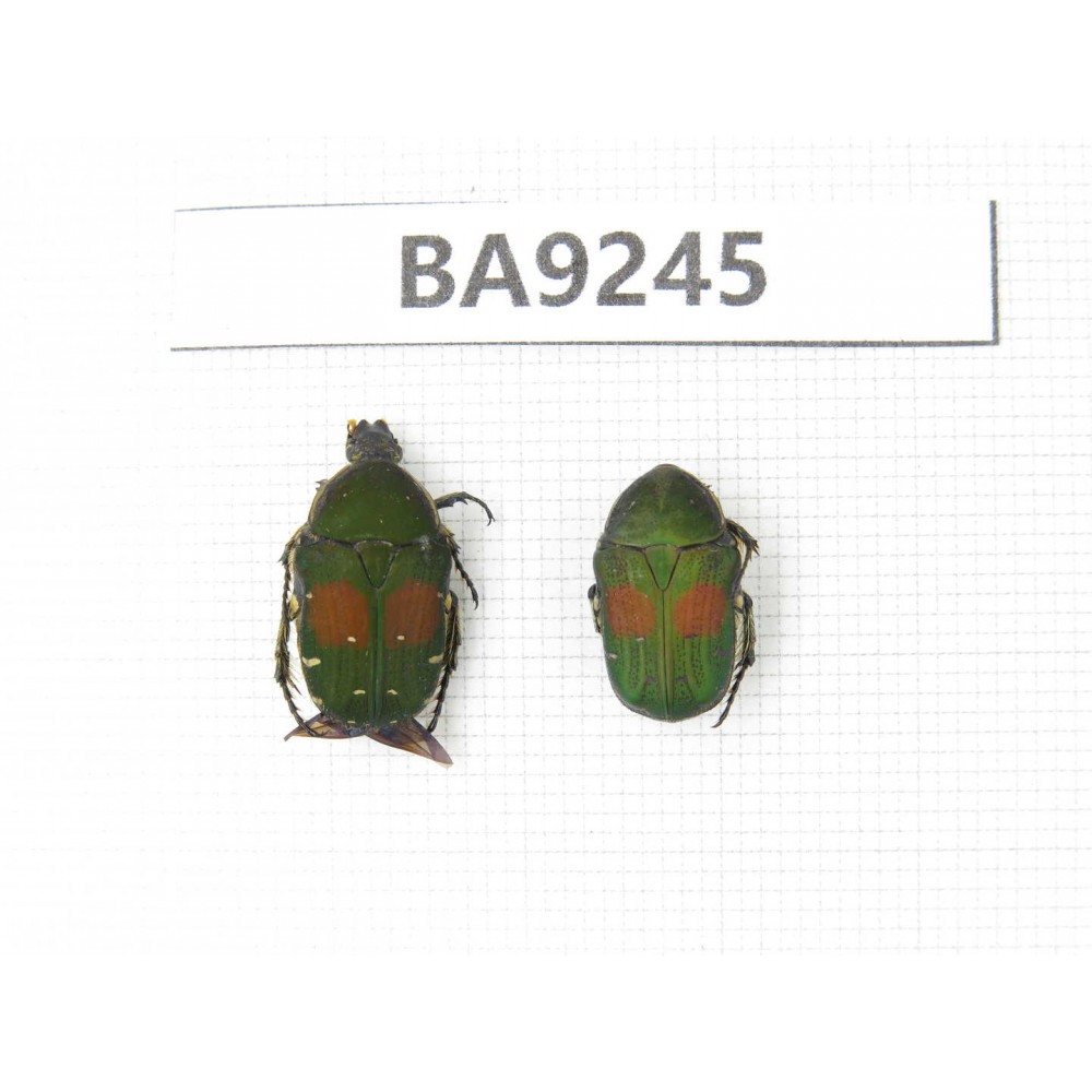 Cetoniidae sp. China, Guangxi, Baise, Mt.Cenwanglaoshan. 2Pcs. BA9245.