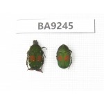Cetoniidae sp. China, Guangxi, Baise, Mt.Cenwanglaoshan. 2Pcs. BA9245.