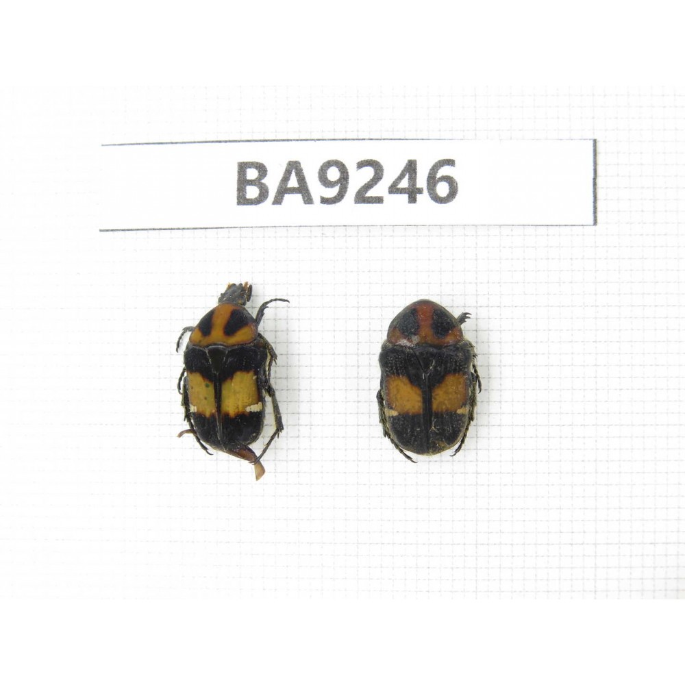 Cetoniidae sp. China, Guangxi, Baise, Mt.Cenwanglaoshan. 2Pcs. BA9246.