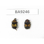 Cetoniidae sp. China, Guangxi, Baise, Mt.Cenwanglaoshan. 2Pcs. BA9246.