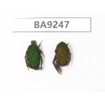 Cetoniidae sp. China, Guangxi, Baise, Mt.Cenwanglaoshan. 2Pcs. BA9247.
