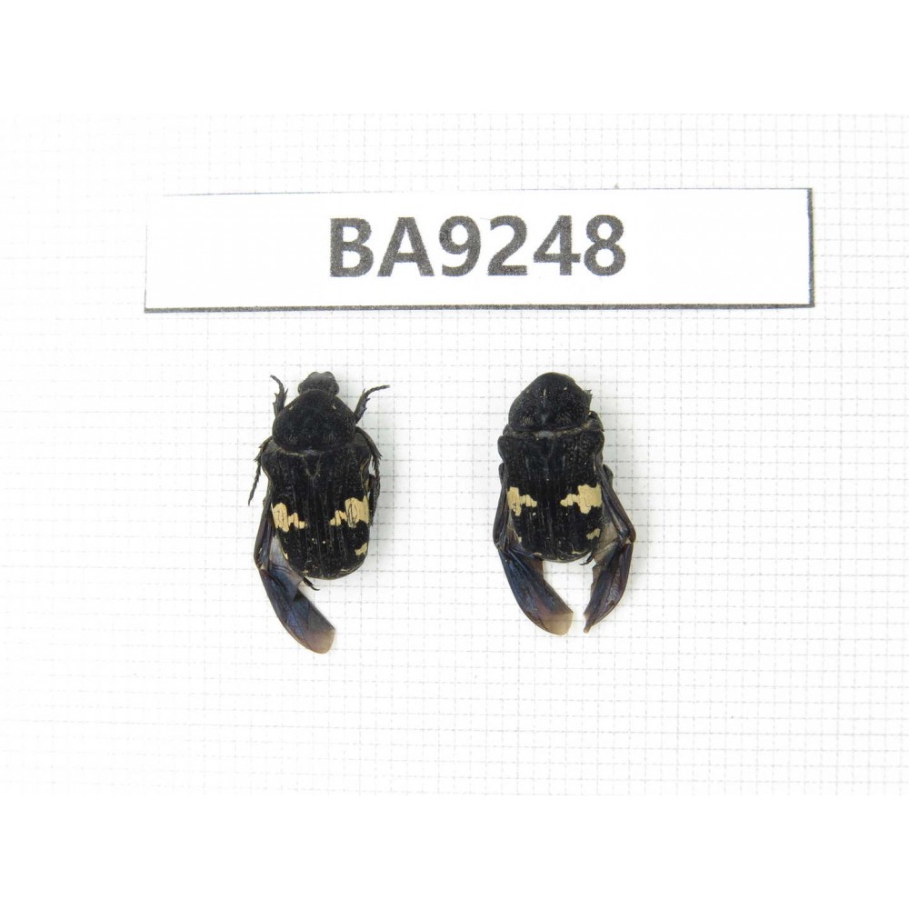 Cetoniidae sp. China, Guangxi, Baise, Mt.Cenwanglaoshan. 2Pcs. BA9248.