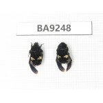 Cetoniidae sp. China, Guangxi, Baise, Mt.Cenwanglaoshan. 2Pcs. BA9248.