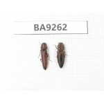 Elateridae sp. China, Tibet, Xigaze, Dingjie county, Chentang valley. 2Pcs. BA9262.