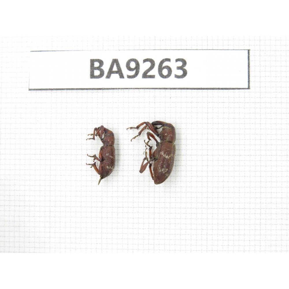 Curculionidae sp. China, Tibet, Xigaze, Dingjie county, Chentang valley. 2Pcs. BA9263.