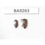 Curculionidae sp. China, Tibet, Xigaze, Dingjie county, Chentang valley. 2Pcs. BA9263.