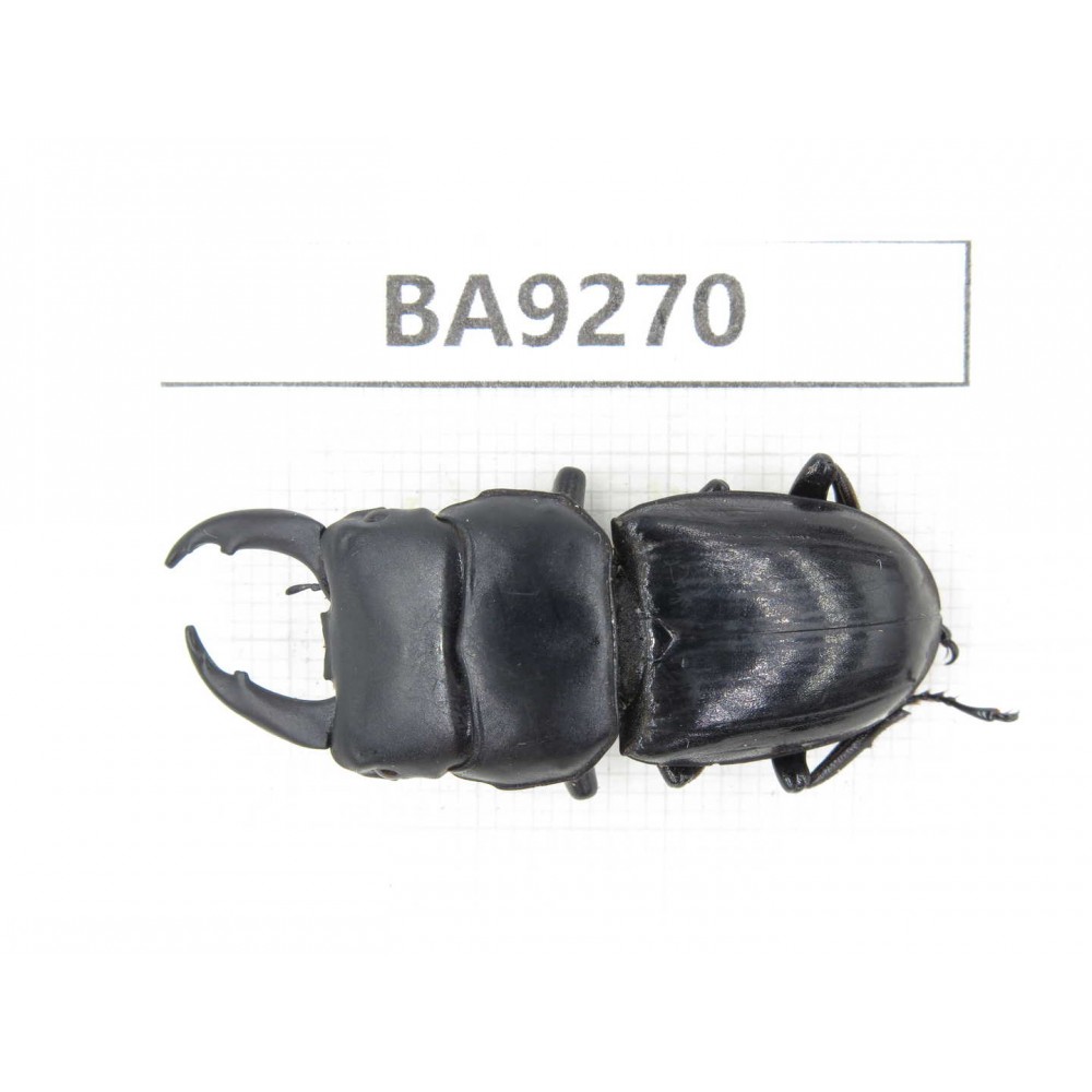 Dorcus sp. China, W of Sichuan, Baoxing county. 1M. BA9270.