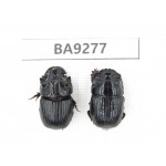Geotrupidae sp. China, Yunnan, Nujiang, N Mt.Boluoxueshan. 2Pcs. BA9277.