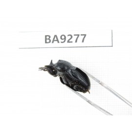 Geotrupidae sp. China, Yunnan, Nujiang, N Mt.Boluoxueshan. 2Pcs. BA9277.