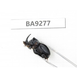 Geotrupidae sp. China, Yunnan, Nujiang, N Mt.Boluoxueshan. 2Pcs. BA9277.