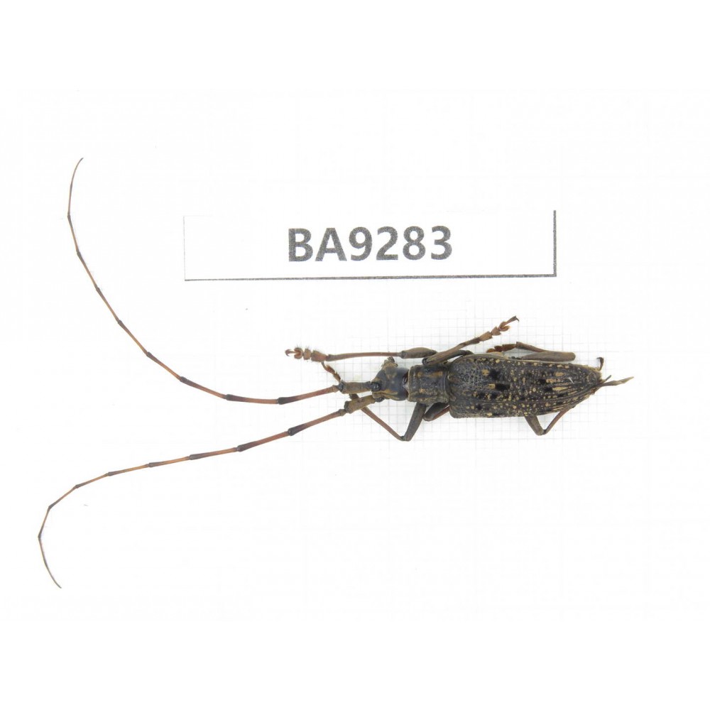 Cerambycidae sp. China, Yunnan, Nujiang, N Mt.Boluoxueshan. 1Pcs. BA9283.