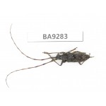 Cerambycidae sp. China, Yunnan, Nujiang, N Mt.Boluoxueshan. 1Pcs. BA9283.