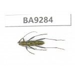 Cerambycidae sp. China, Yunnan, Nujiang, N Mt.Boluoxueshan. 1Pcs. BA9284.