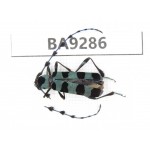 Cerambycidae sp. China, Yunnan, Nujiang, N Mt.Boluoxueshan. 1Pcs. BA9286.