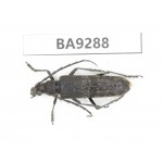 Cerambycidae sp. China, Yunnan, Nujiang, N Mt.Boluoxueshan. 1Pcs. BA9288.