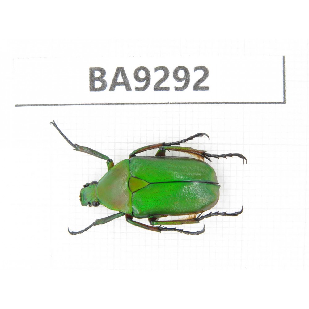 Cetoniidae sp. China, Guizhou, Bijie, Jinsha county. 1Pcs. BA9292.
