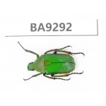 Cetoniidae sp. China, Guizhou, Bijie, Jinsha county. 1Pcs. BA9292.
