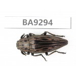 Buprestidae sp. China, Guizhou, Bijie, Jinsha county. 1Pcs. BA9294.