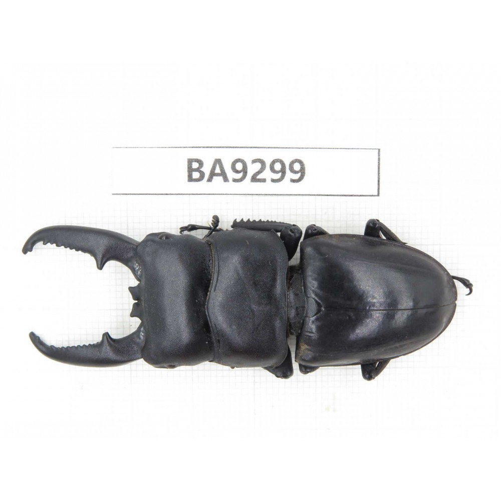 Dorcus titanus ssp. China, Guizhou, Bijie, Jinsha county. 1M. BA9299.