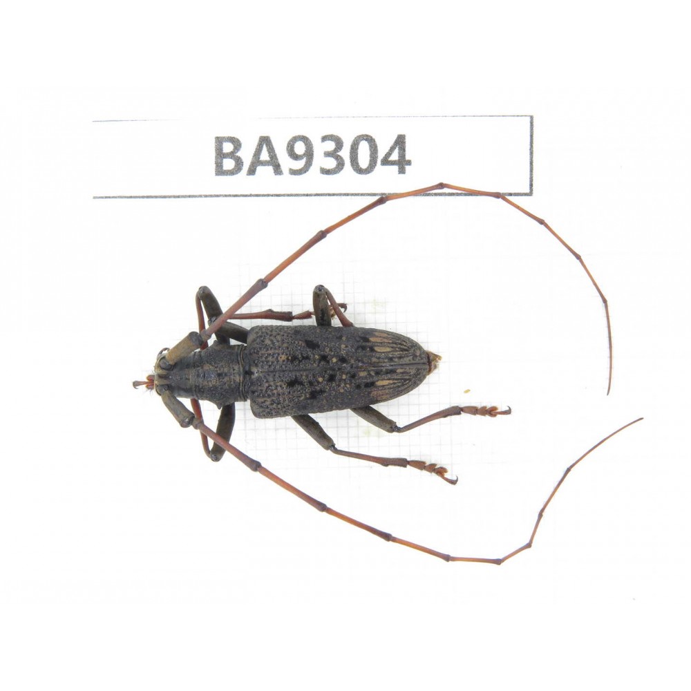 Cerambycidae sp. China, Guizhou, Qiandongnan, Congjiang county. 1Pcs. BA9304.