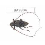 Cerambycidae sp. China, Guizhou, Qiandongnan, Congjiang county. 1Pcs. BA9304.