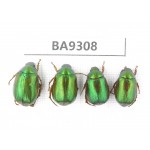Rutelidae sp. China, Guizhou, Qiandongnan, Rongjiang county. 4Pcs. BA9308.