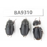 Melolonthidae sp. China, Guizhou, Qiandongnan, Rongjiang county. 3Pcs. BA9310.