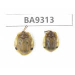 Chrysoomelidae sp. China, Guizhou, Qiandongnan, Rongjiang county. 2Pcs. BA9313.