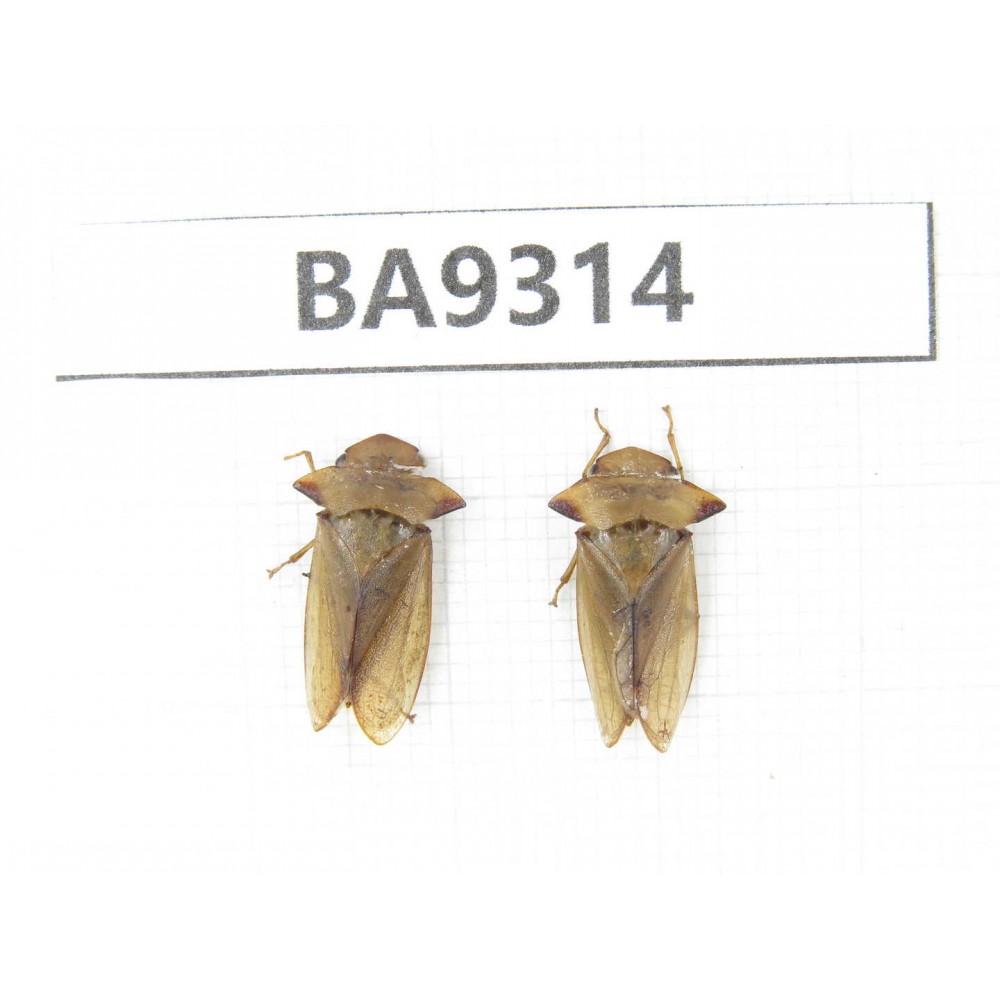 Cercopidae sp. China, Guizhou, Qiandongnan, Rongjiang county. 2Pcs. BA9314.