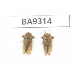 Cercopidae sp. China, Guizhou, Qiandongnan, Rongjiang county. 2Pcs. BA9314.