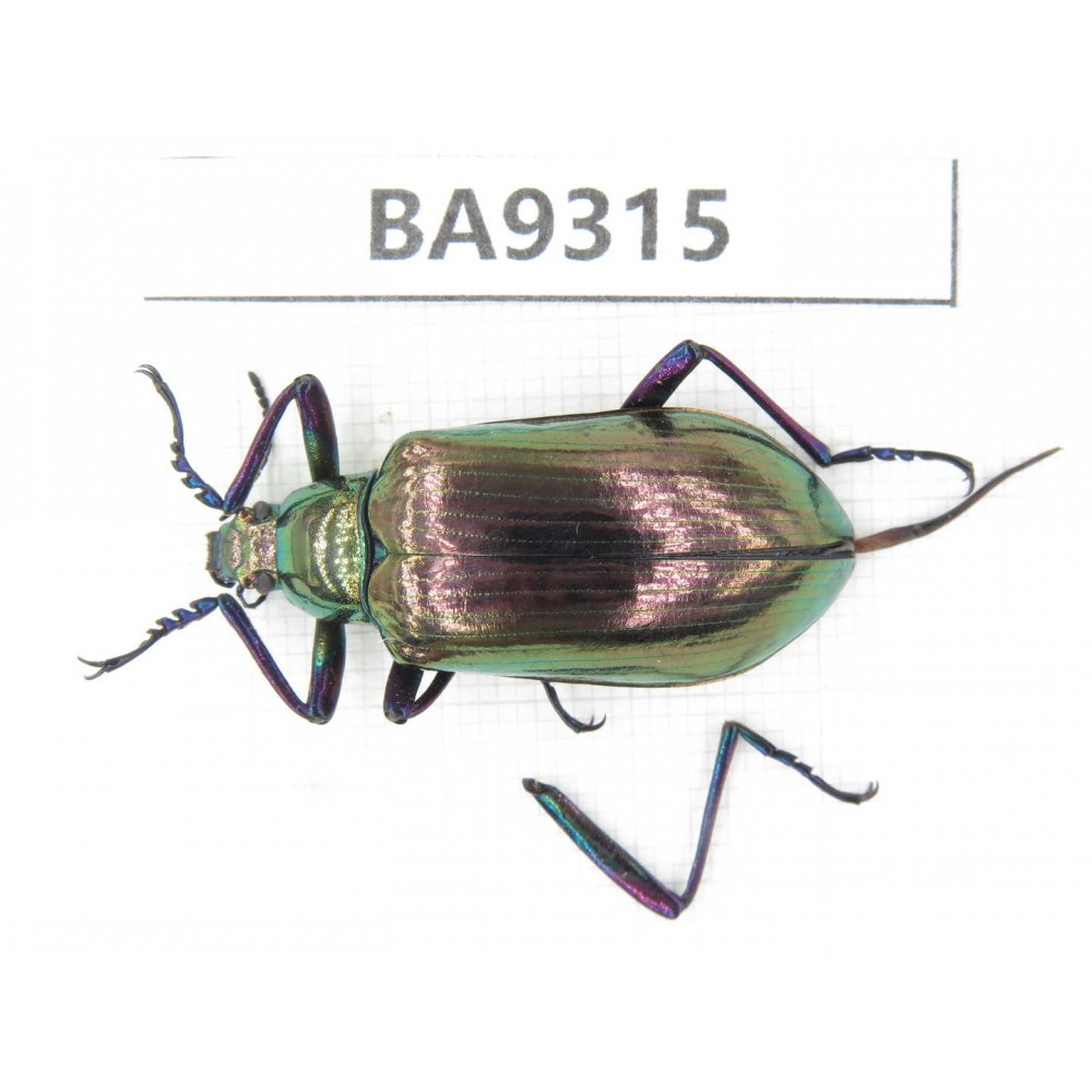 Carabidae sp. China, Guizhou, Qiandongnan, Rongjiang county. 1Pcs. BA9315.