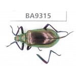 Carabidae sp. China, Guizhou, Qiandongnan, Rongjiang county. 1Pcs. BA9315.
