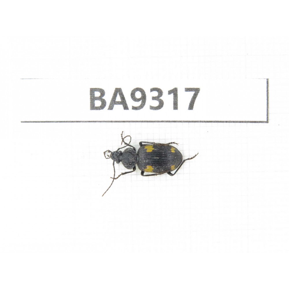 Carabidae sp. China, Guizhou, Qiandongnan, Rongjiang county. 1Pcs. BA9317.