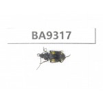 Carabidae sp. China, Guizhou, Qiandongnan, Rongjiang county. 1Pcs. BA9317.