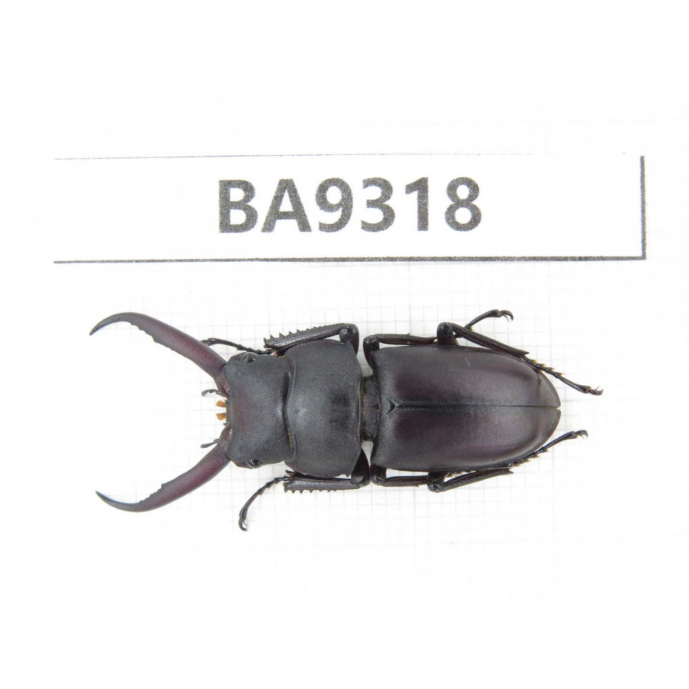 Prosopocoilus sp. China, Guizhou, Qiandongnan, Rongjiang county. 1M. BA9318.