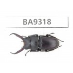 Prosopocoilus sp. China, Guizhou, Qiandongnan, Rongjiang county. 1M. BA9318.