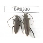 Cerambycidae sp. China, Tibet, Linzhi, Bomi county. 2Pcs. BA9330.