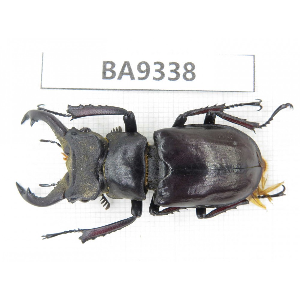 Lucanus langi. China, Tibet, Linzhi, Motuo county. 1M. BA9338.