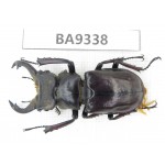 Lucanus langi. China, Tibet, Linzhi, Motuo county. 1M. BA9338.
