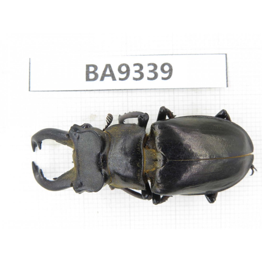 Lucanus langi. China, Tibet, Linzhi, Motuo county. 1M. BA9339.