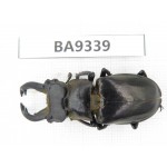Lucanus langi. China, Tibet, Linzhi, Motuo county. 1M. BA9339.