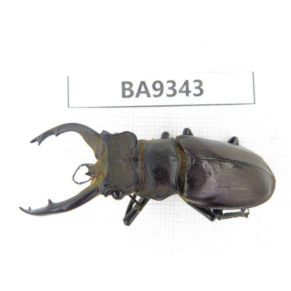 Lucanus sp. China, Tibet, Linzhi, Motuo county. 1M. BA9343.
